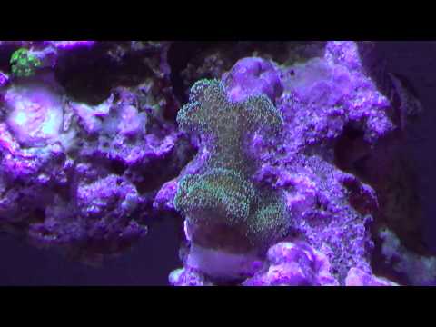 Kessil A360 reef update 11 months with kessils