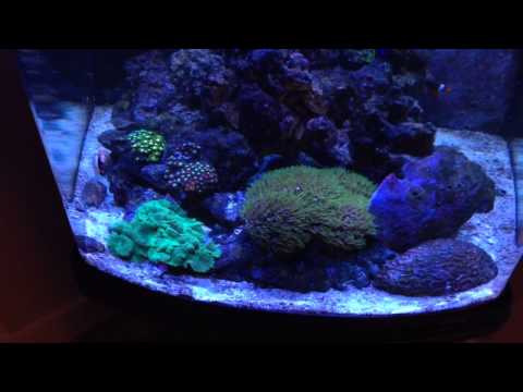 Kessil A360W 28 gallon nanocube