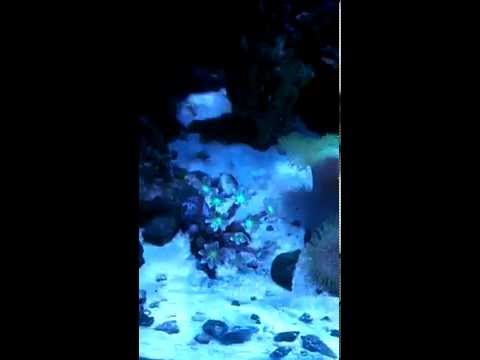 Kessil A360W LED's Shimmer Effect on Reef Aquarium