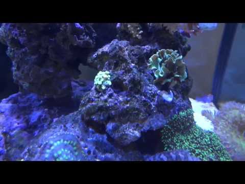 Kessil A360W on 60 Deep Blue Cube Saltwater Reef Aquarium Updated