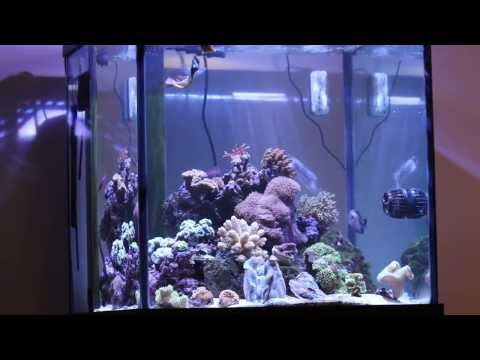 Kessil A360W on 60 Deep Blue Cube Saltwater Reef Aquarium