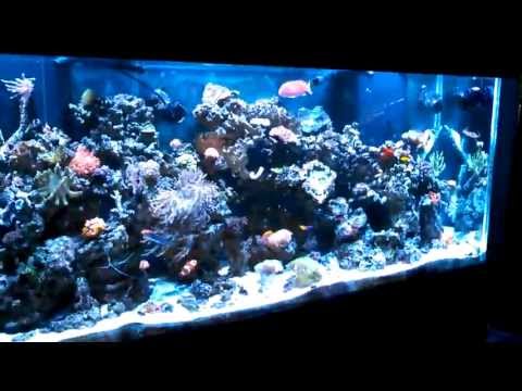 Kessil A360W shimmer effect