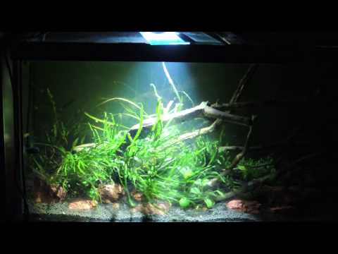 KESSIL A360W  Tuna Sun