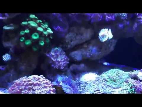 Kessil A360we