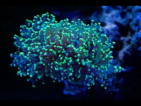 Kessil A360WE Program Settings