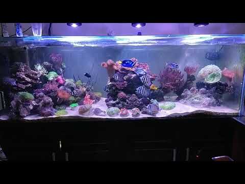 Kessil a360x