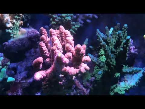Kessil a360x and STC Optics lens