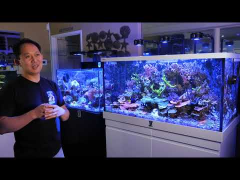 Kessil A360X at Neptune Aquatics SPS Tank: Full Version