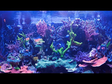 Kessil A360X at Neptune Aquatics SPS Tank