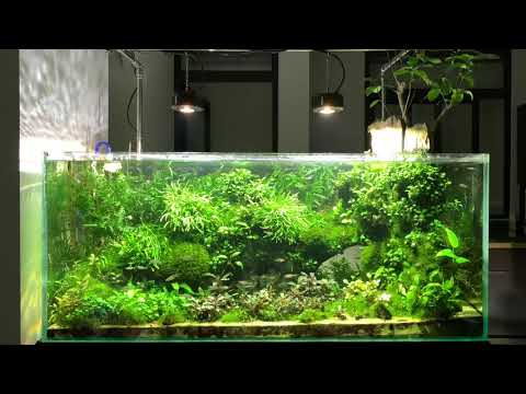 Kessil a360x tuna sun