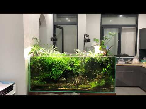 Kessil a360x tuna sun; Dongle wifi & apex fusion
