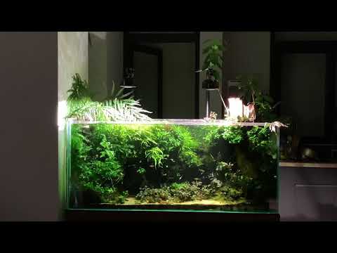Kessil a360x tuna sun; Dongle wifi; Apex neptune; 3 year late