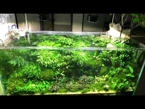 kessil a360x tuna sun