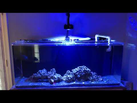 Kessil A360X Unboxing/ Tank Update