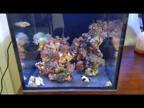 Kessil A80 kicking butt! Update
