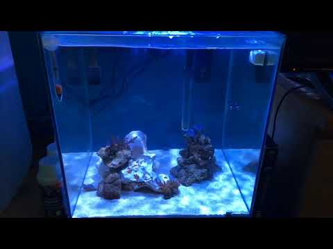 KESSIL A80 LED LIGHT Marine tank update 3
