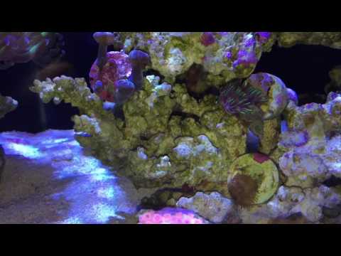 KESSiL A80 led light two 1/2 month update on a Nuvo 20 gallon aquarium.