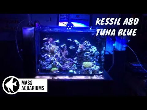 Kessil A80 Tuna Blue Reef Tank Light: Unboxing and Setup/13.5 Gallon Fluval Evo 12