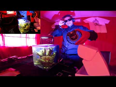 KESSIL A80 TUNA BLUE VS HYDRA 26 ON MY 2 GALLON REEF TANK