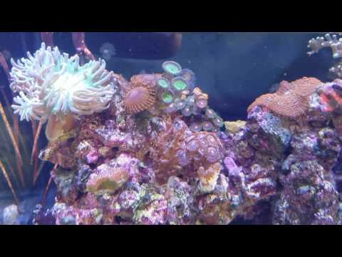Kessil A80 update