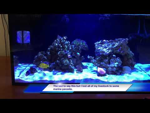 Kessil A80 year update and upgrade to Radion xr15.