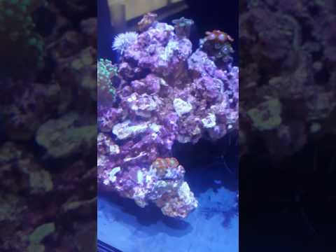 Kessil A80