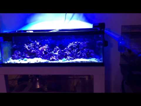Kessil AP700 Firmware 2.1 Update