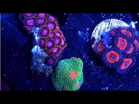 Kessil AP700 Testimonial – Jess Viscovich at Diablo Corals