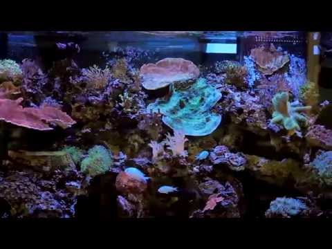 Kessil AP700 Testimonial – Tatao at All About Fish