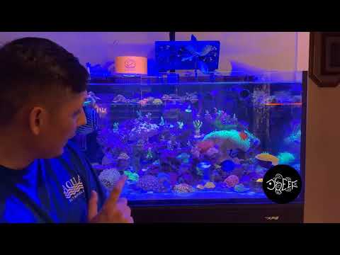 Kessil AP9X 4 month update
