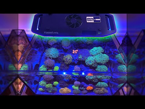 Kessil AP9X – hands on with this Exciting New LED Light
