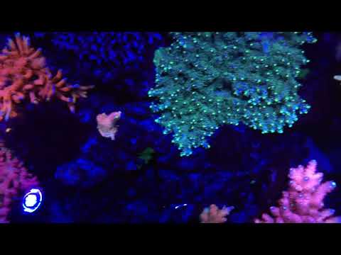Kessil Ap9x power! Full sps reef tank