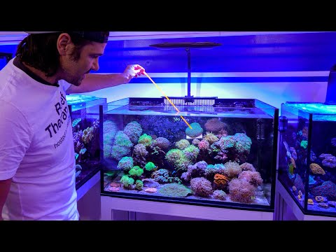 Kessil AP9X Spotlight Vs. Neptune Sky Flat Panel LED lights