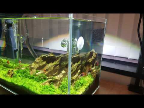 Kessil Fanless A80 Tuna Sun