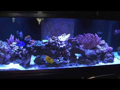 Kessil H380 and H80 chaeto growth experiment week 6 video #2