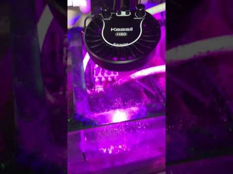 Kessil H380 and H80 refugium chaeto growth experiment week 3 video #1