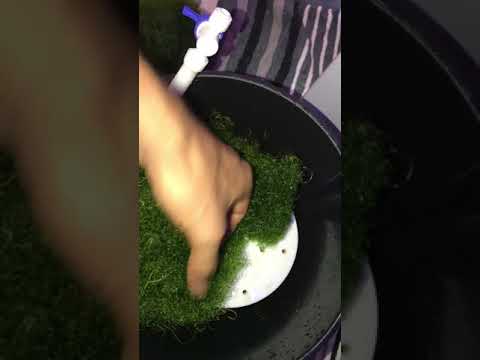 Kessil H80 and Refugium update. Big chaeto growth