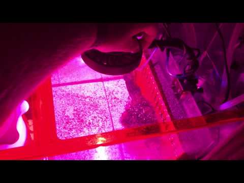 Kessil H80 tuna sun flora refugium light