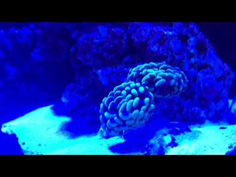 Kessil H80 update and tank overview