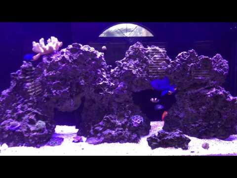 Kessil H80 week 1 update