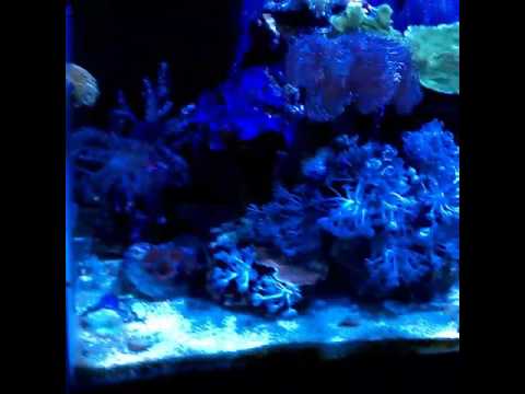 Kessil led 160 tuna blue