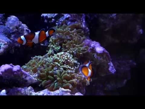 Kessil LED Aquarium Lighting
