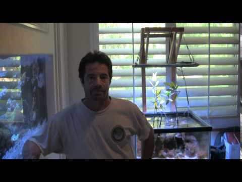 Kessil LED Aquarium Lights LA Fishguys Episode 136 part 1