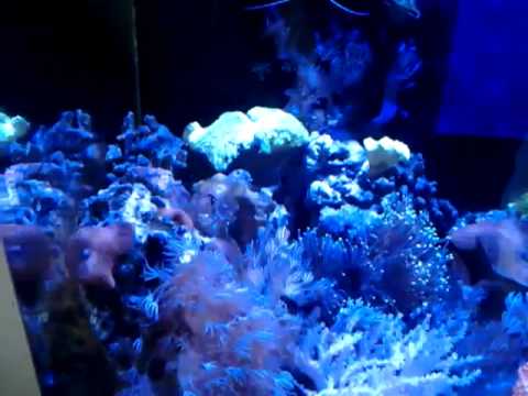 Kessil led lighting