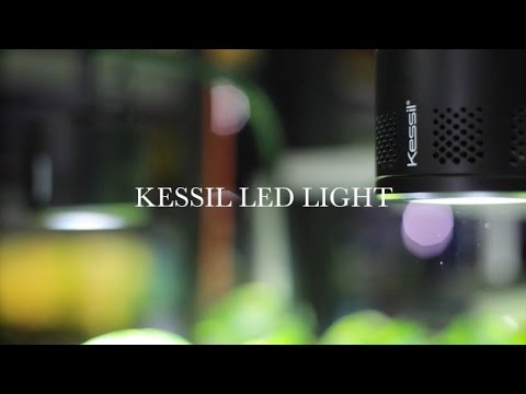 Kessil LED Lights