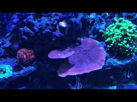 Kessil light upgrade on biocube 32