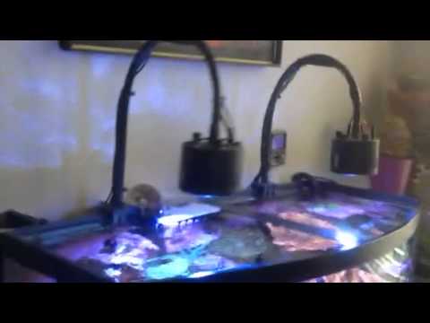 Kessil lighting 4 month review