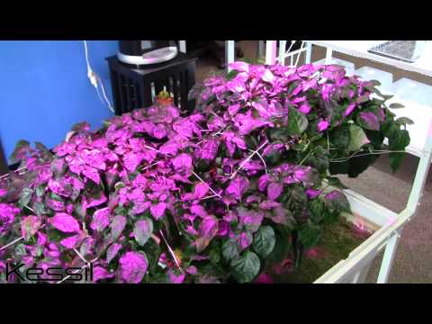 Kessil Lighting – House of Hydroponics store profile