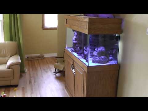 Kessil ocean blue a150w are in