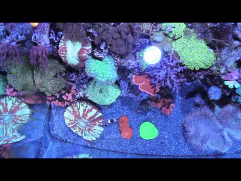 Kessil Ocean Blue A150W LED